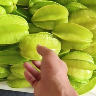 杨桃