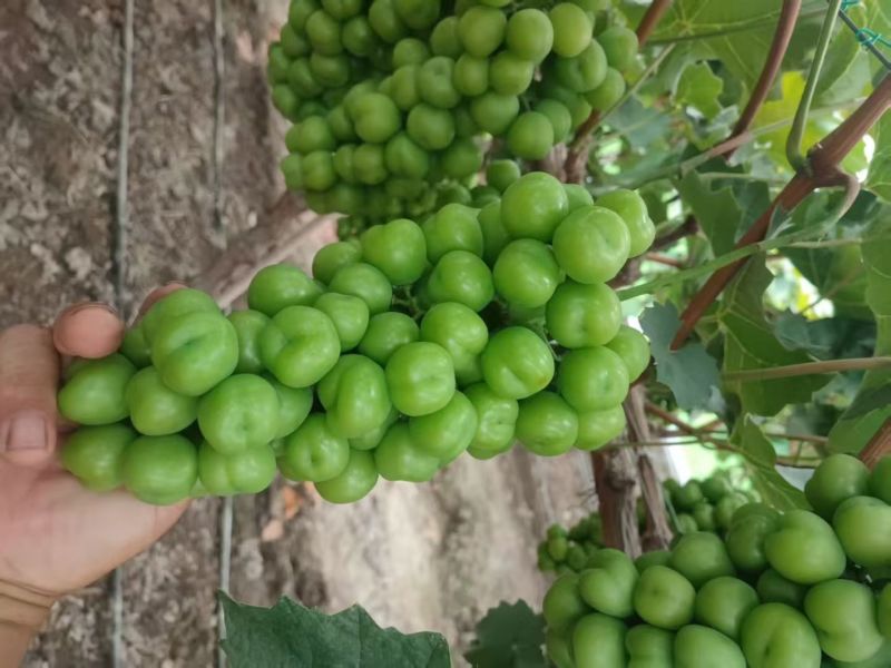 晋州阳光玫瑰大颗粒高糖度串行紧密头茬提供框子无纺布接电商直播