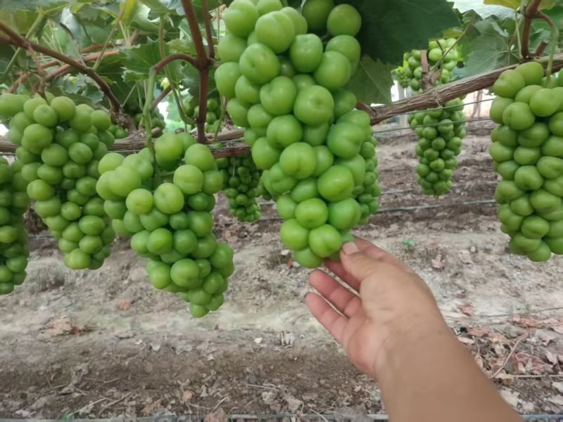 晋州阳光玫瑰大颗粒高糖度串行紧密头茬提供框子无纺布接电商直播