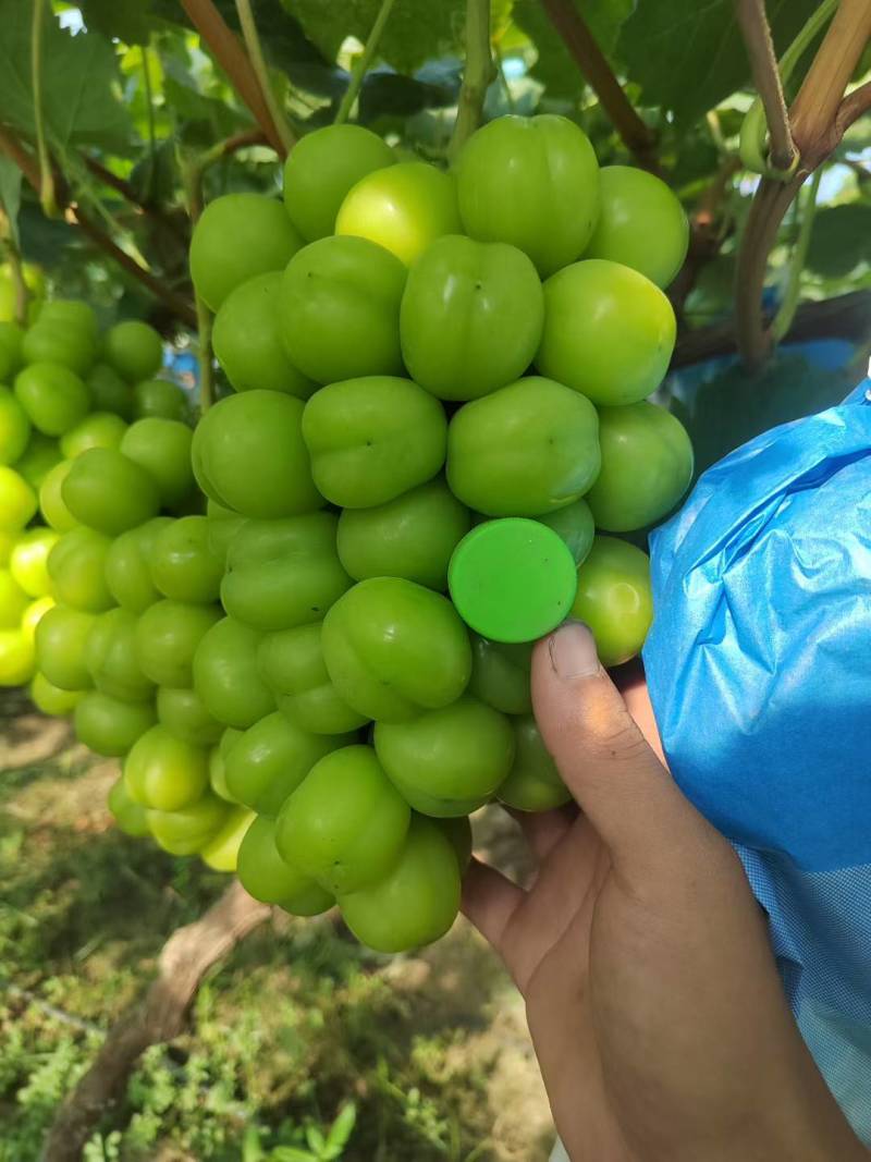 晋州阳光玫瑰大颗粒高糖度串行紧密头茬提供框子无纺布接电商直播