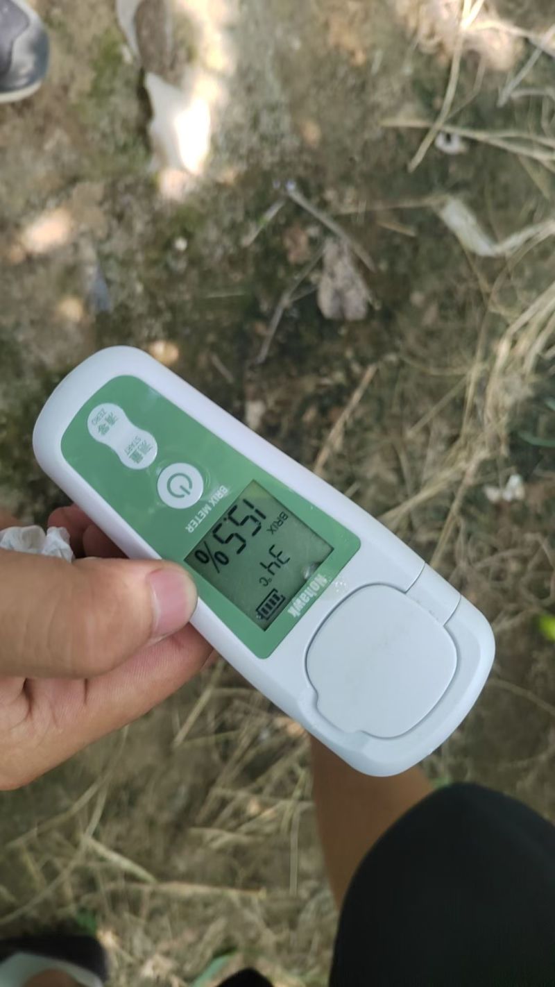 晋州阳光玫瑰大颗粒高糖度串行紧密头茬提供框子无纺布接电商直播