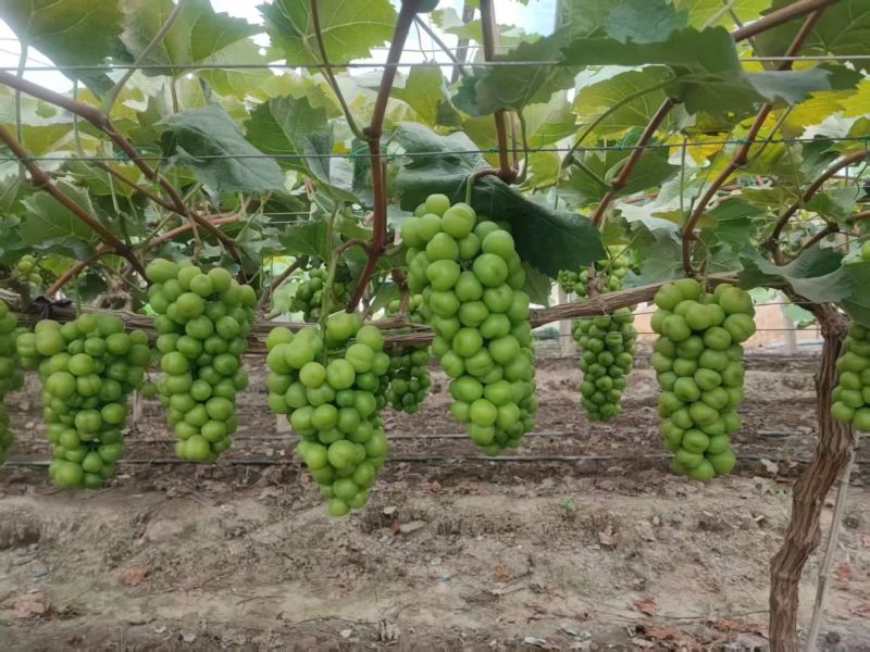 晋州阳光玫瑰大颗粒高糖度串行紧密头茬提供框子无纺布接电商直播