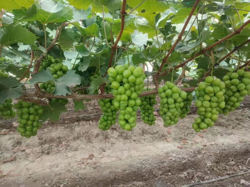晋州阳光玫瑰大颗粒高糖度串行紧密头茬提供框子无纺布接电商直播