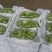 晋州阳光玫瑰大颗粒高糖度串行紧密头茬提供框子无纺布接电商直播