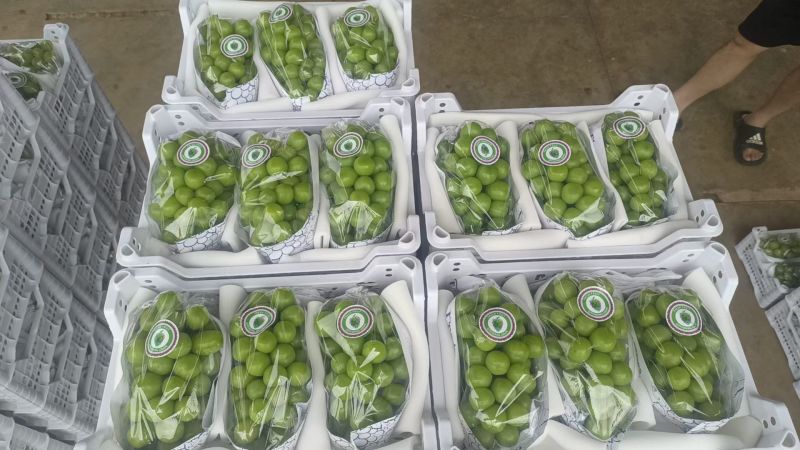 晋州阳光玫瑰大颗粒高糖度串行紧密头茬提供框子无纺布接电商直播