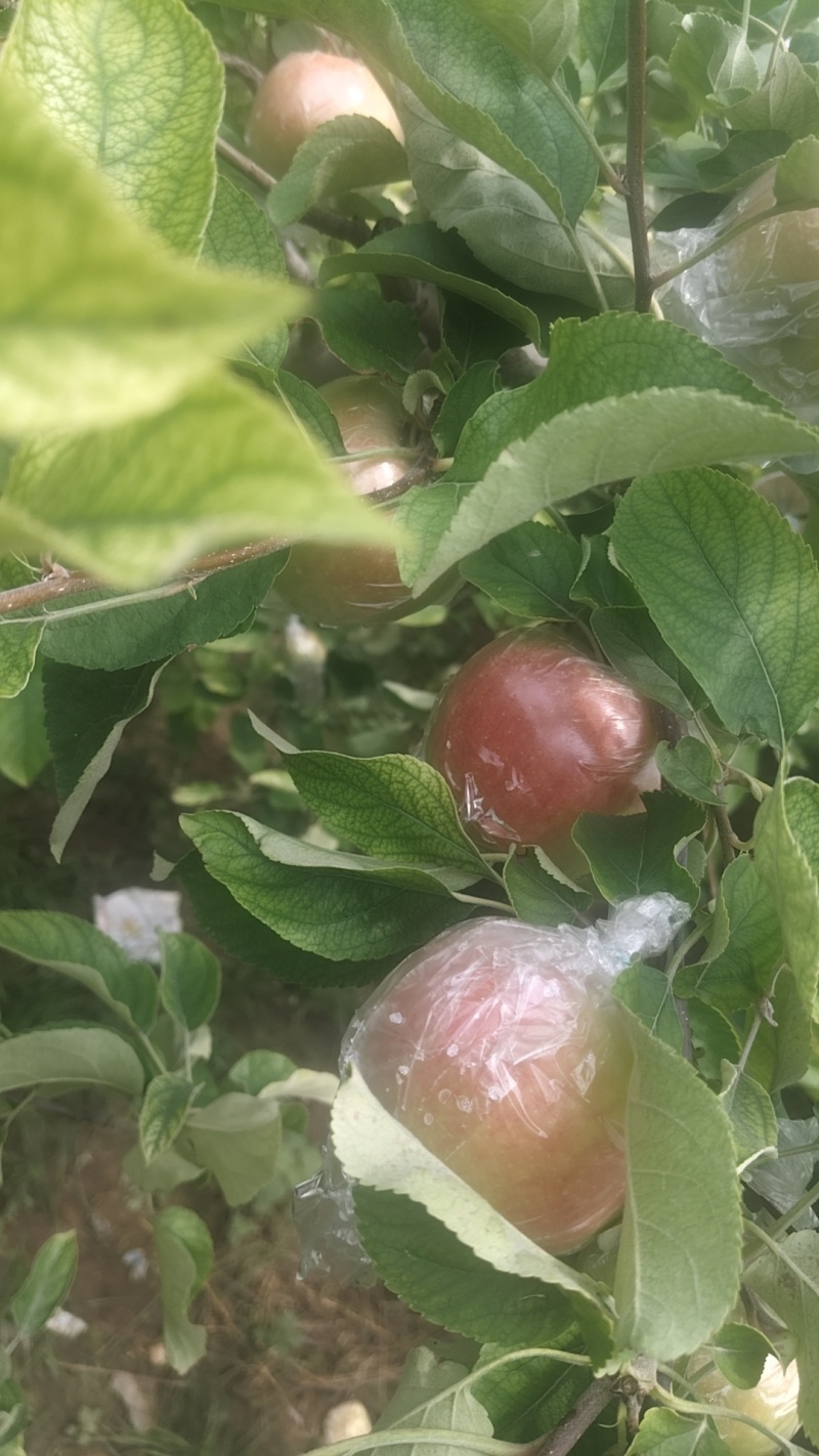美八苹果即将大量上市大量批发中秋11脆甜脆甜多汁