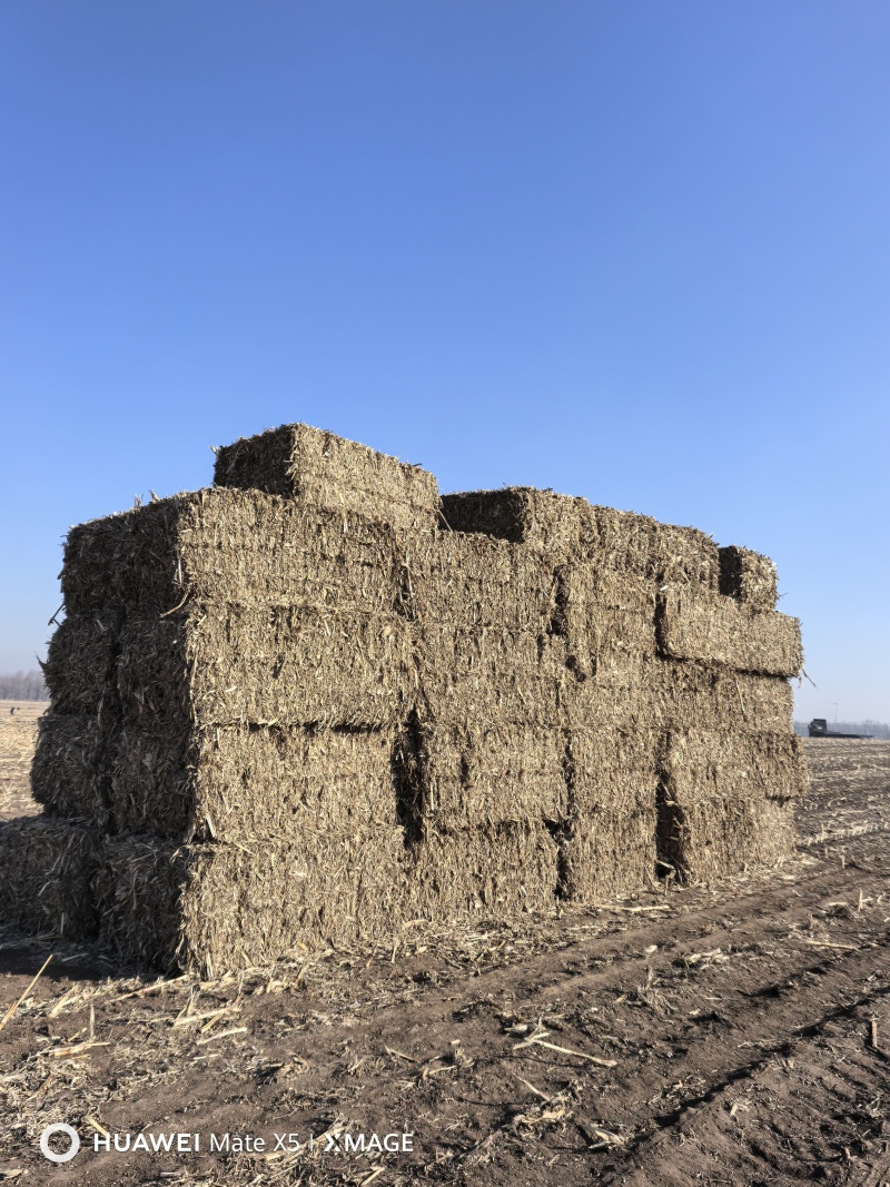 玉米秸秆原料，大方捆，大圆包，有机肥辅料，电厂料等