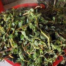 水洗煮蒸马齿苋