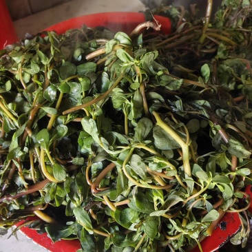 水洗煮蒸马齿苋