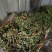 水洗煮蒸马齿苋