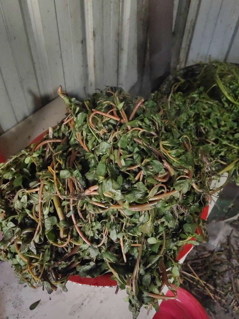 水洗煮蒸马齿苋