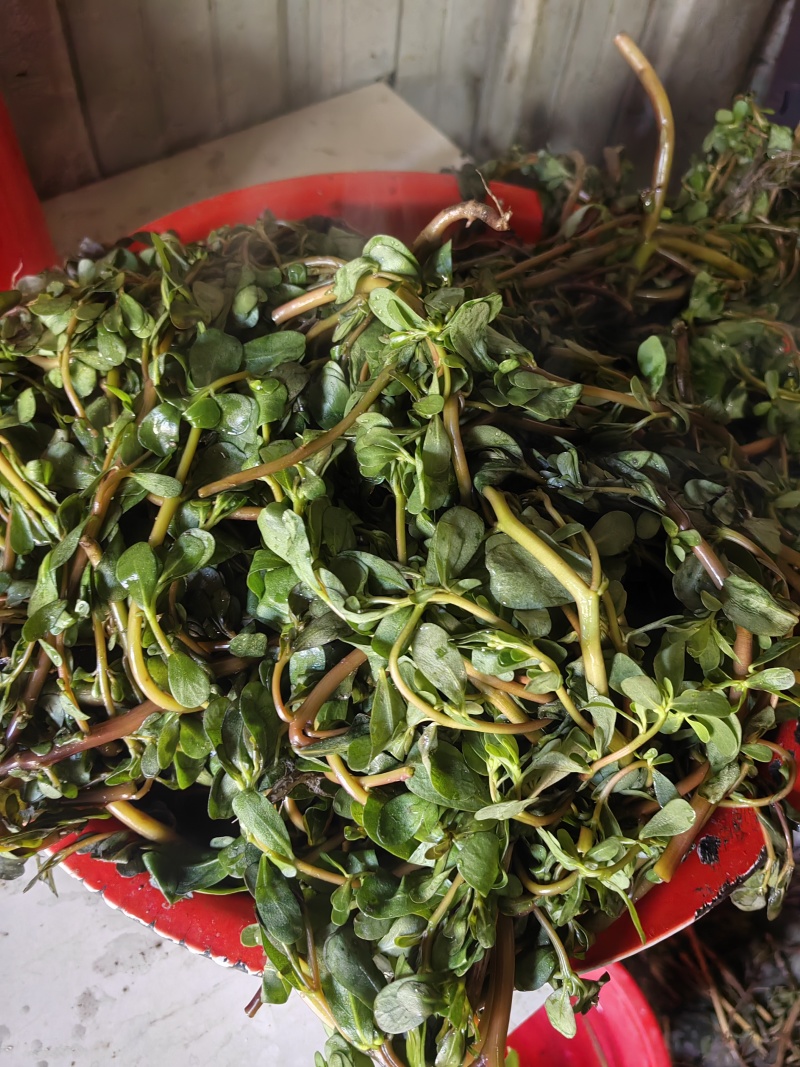 水洗煮蒸马齿苋