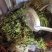水洗煮蒸马齿苋