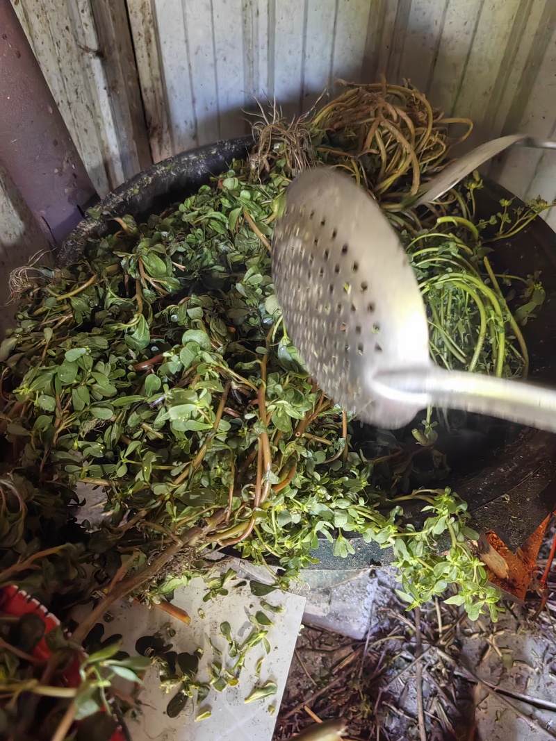 水洗煮蒸马齿苋