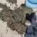水洗煮蒸马齿苋
