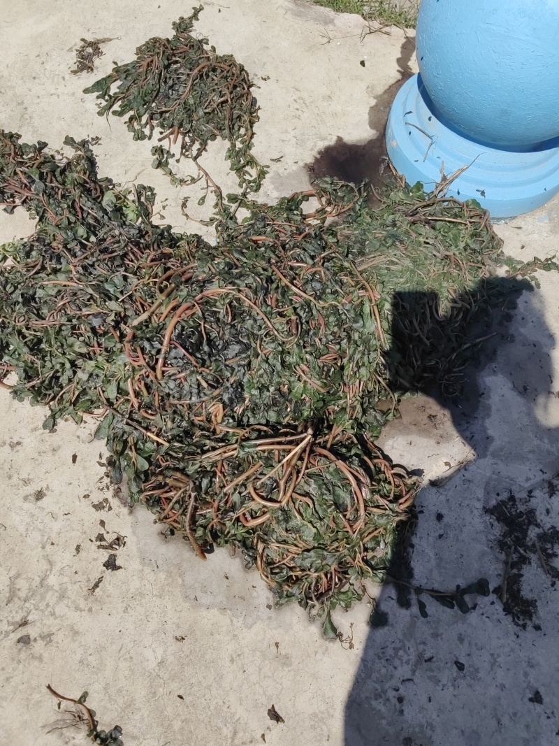 水洗煮蒸马齿苋