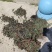 水洗煮蒸马齿苋