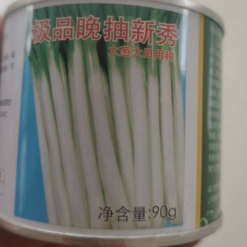 四季小葱种子质量有保障免费提供种植技术管理