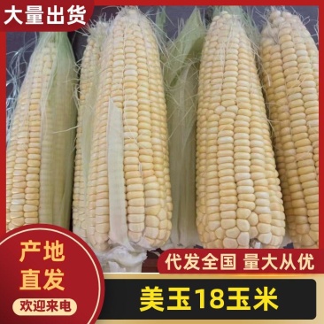 山东美玉18黄粘玉米2018粘玉米香甜可口糯玉米水果玉米