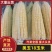 山东美玉18黄粘玉米2018粘玉米香甜可口糯玉米水果玉米