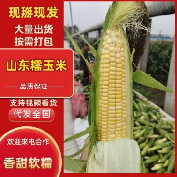 山东美玉18黄粘玉米大棒甜玉米水果玉米2018糯玉米