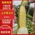 山东美玉18黄粘玉米大棒甜玉米水果玉米2018糯玉米