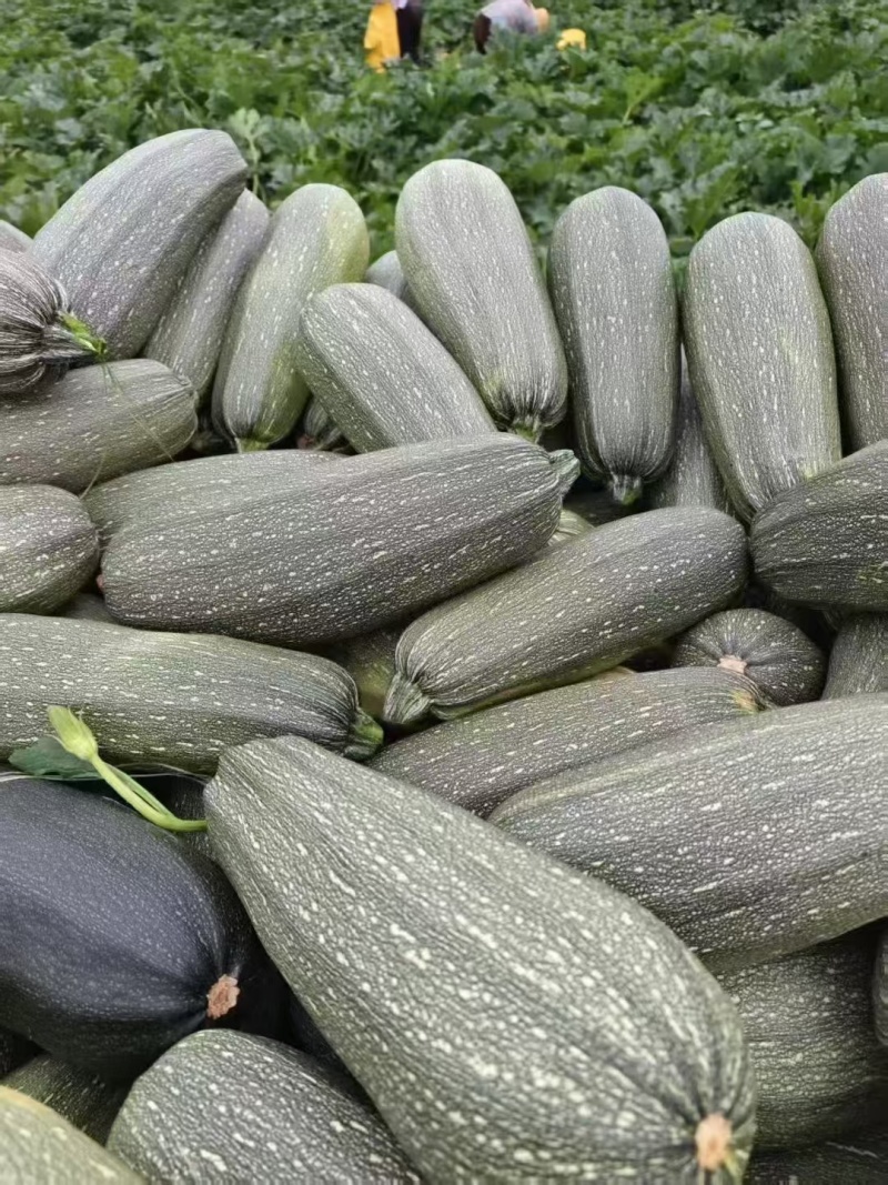 河北西葫芦老式葫芦花葫芦基地直供量大从优欢迎联系