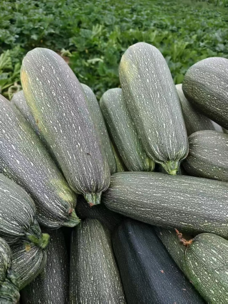 河北西葫芦老式葫芦花葫芦基地直供量大从优欢迎联系