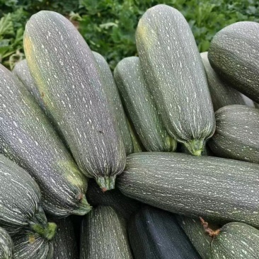 河北西葫芦老式葫芦花葫芦基地直供量大从优欢迎联系