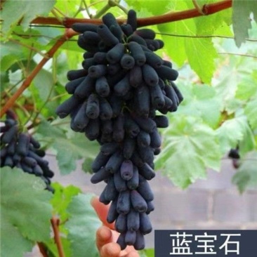 新疆蓝宝石葡萄品质保障一手货源,产地直发,欢迎来电