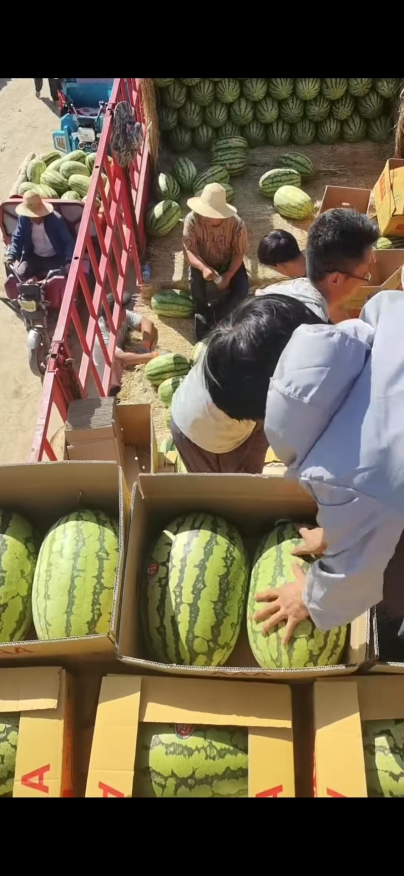 【实力推荐】宁夏硒砂瓜/石头瓜/土地瓜个大皮薄产地直销