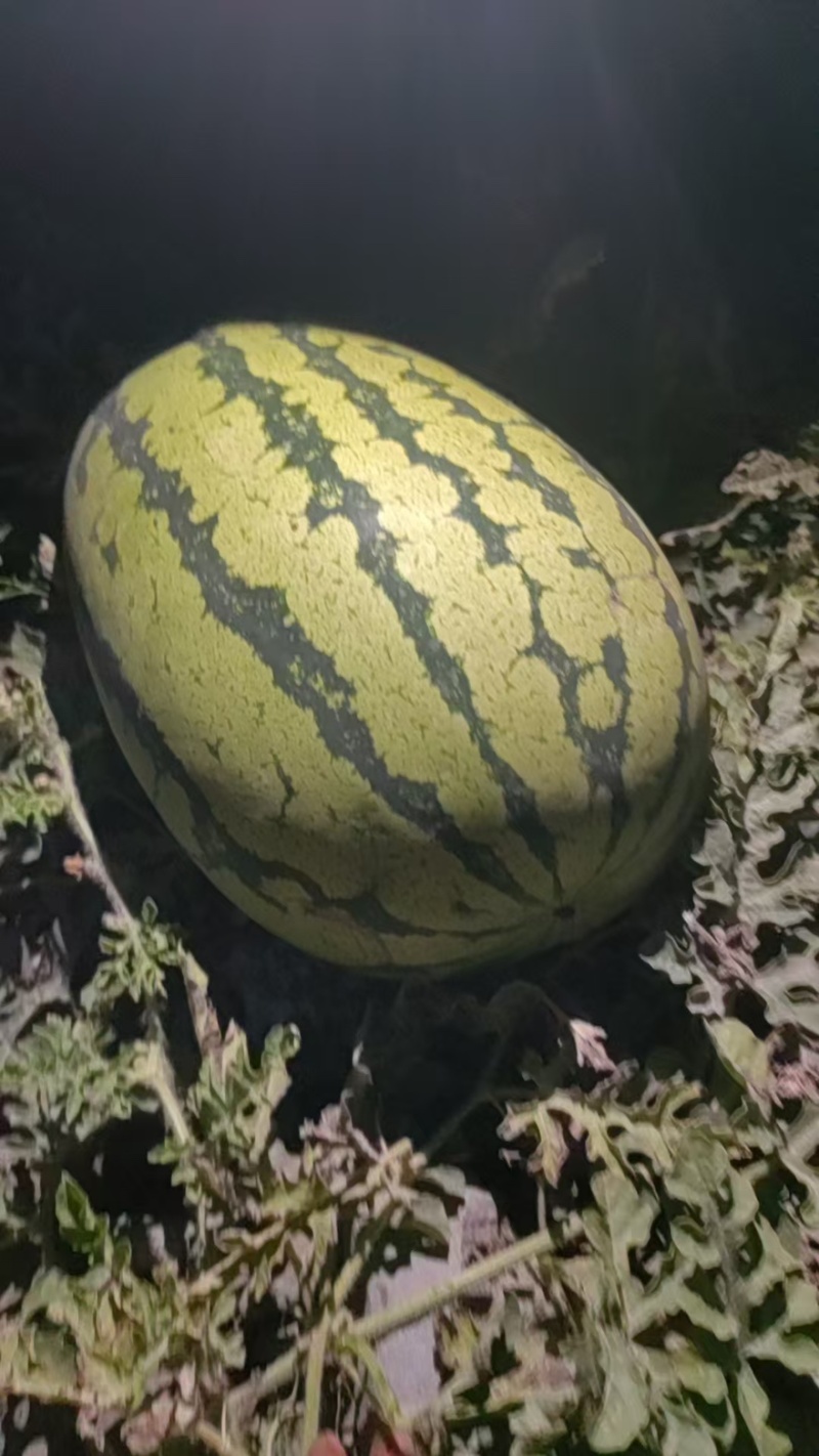 【实力推荐】宁夏硒砂瓜/石头瓜/土地瓜个大皮薄产地直销