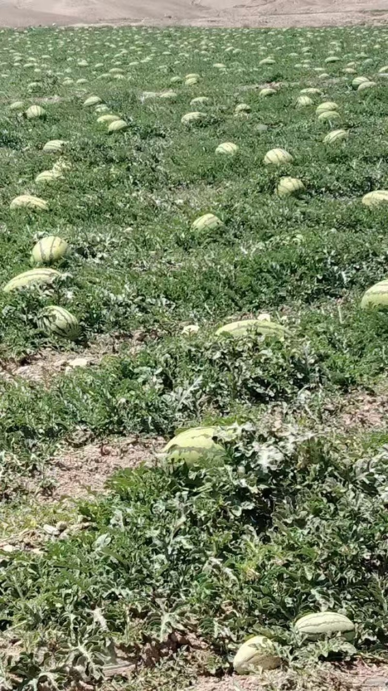 【实力推荐】宁夏硒砂瓜/石头瓜/土地瓜个大皮薄产地直销