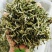 翠茗高山云雾绿茶罐罐茶专用茶叶产地直供全国发货