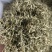 翠茗高山云雾绿茶罐罐茶专用茶叶产地直供全国发货