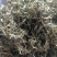 翠茗高山云雾绿茶罐罐茶专用茶叶产地直供全国发货