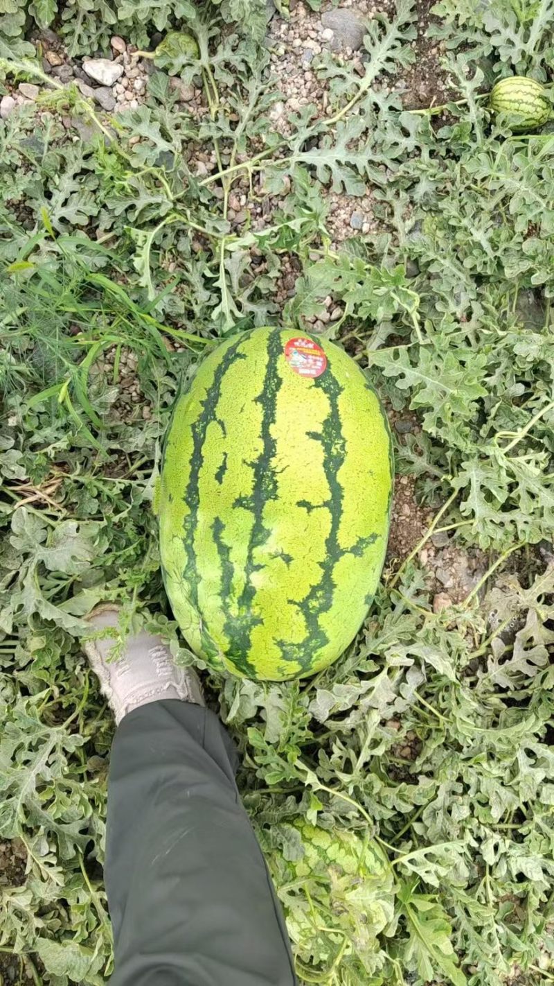 【热卖推荐】宁夏硒砂瓜石头瓜土地瓜产地直销量大从优
