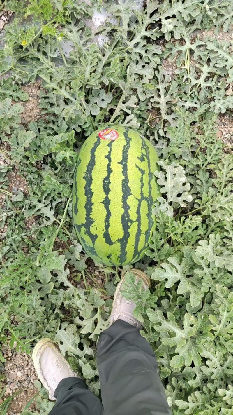 【热卖推荐】宁夏硒砂瓜石头瓜土地瓜产地直销量大从优