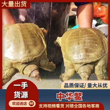 中华鳖生态甲鱼外塘散养健康滋补鲜活甲鱼量大从优