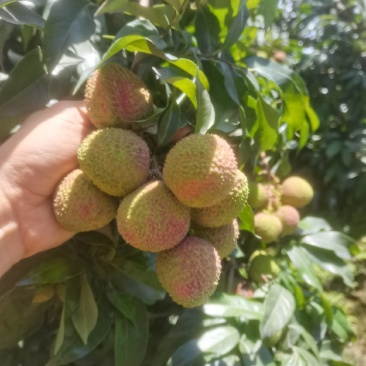 浆纱蓝荔枝四川合江荔枝产地直供大量批发一手货源
