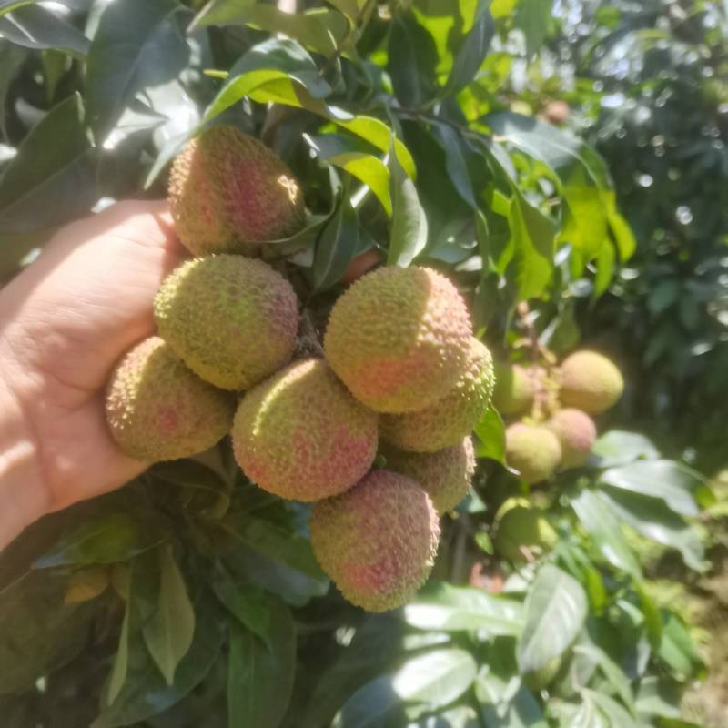 浆纱蓝荔枝四川合江荔枝产地直供大量批发一手货源