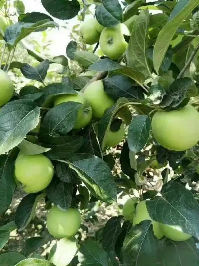 鲁丽苹果沂蒙山产地青苹果全国发货