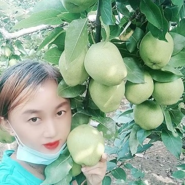 【产地直供】自家果园现摘梨，脆甜多汁，量大价优！欢迎