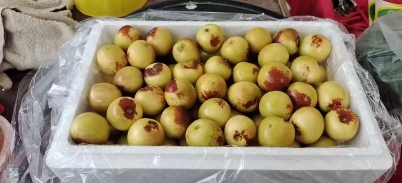 【实力】河北沧州黄骅冬枣/个大味甜产地直销/精品冬枣