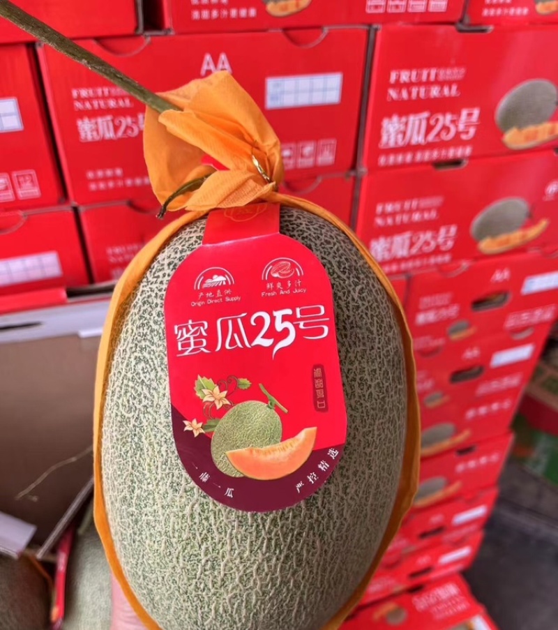 海南哈密瓜沙地晓蜜25哈密瓜皮薄多汁万亩基地持续供应