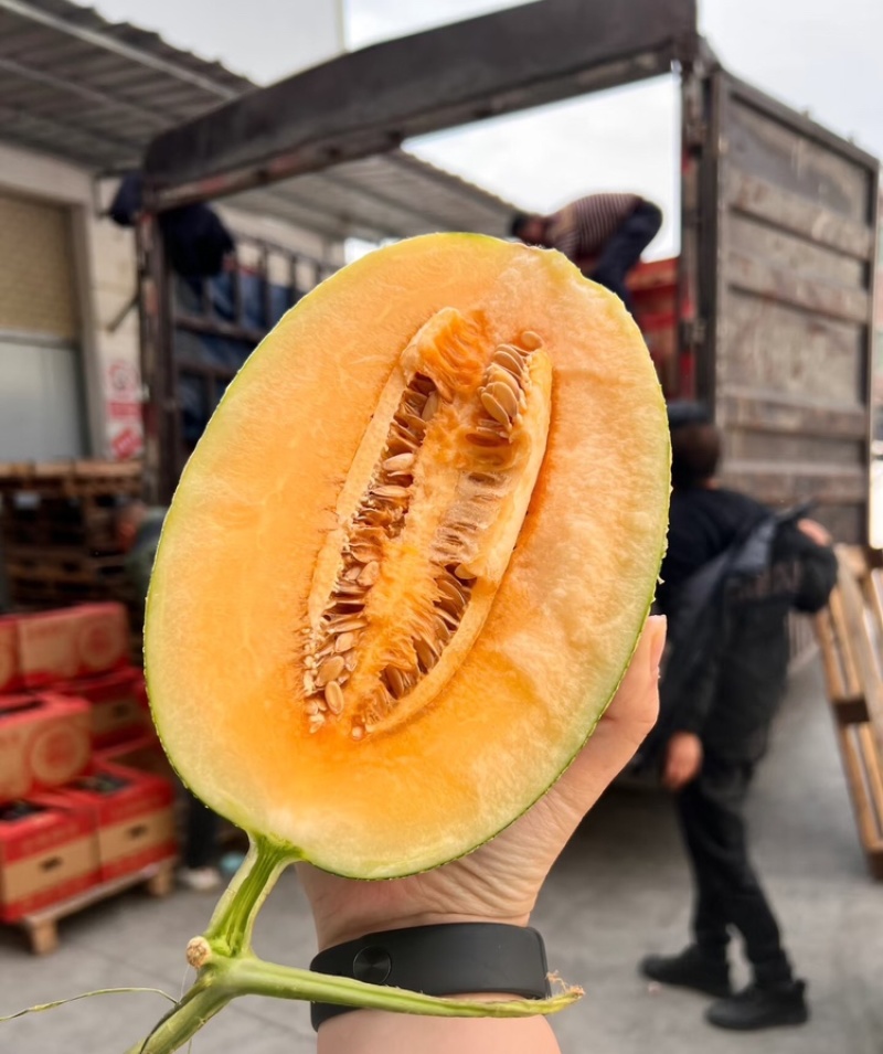 海南哈密瓜沙地晓蜜25哈密瓜皮薄多汁万亩基地持续供应