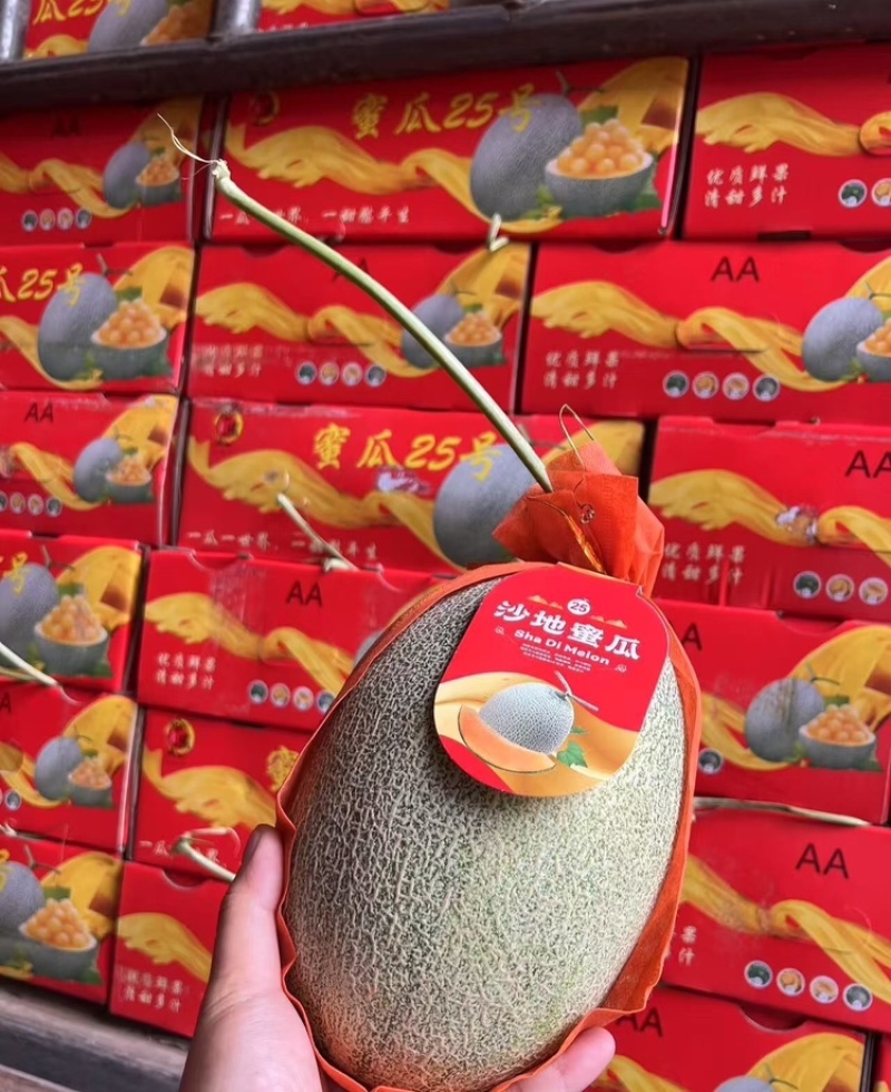 海南哈密瓜沙地晓蜜25哈密瓜皮薄多汁万亩基地持续供应