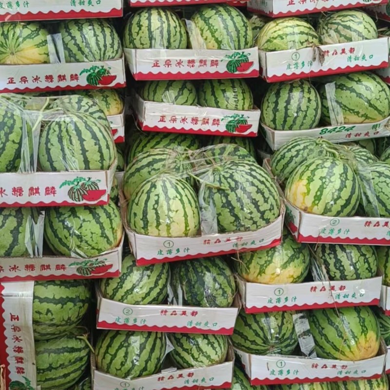 河南美都西瓜大量上市中，一手货源视频看货全国发货