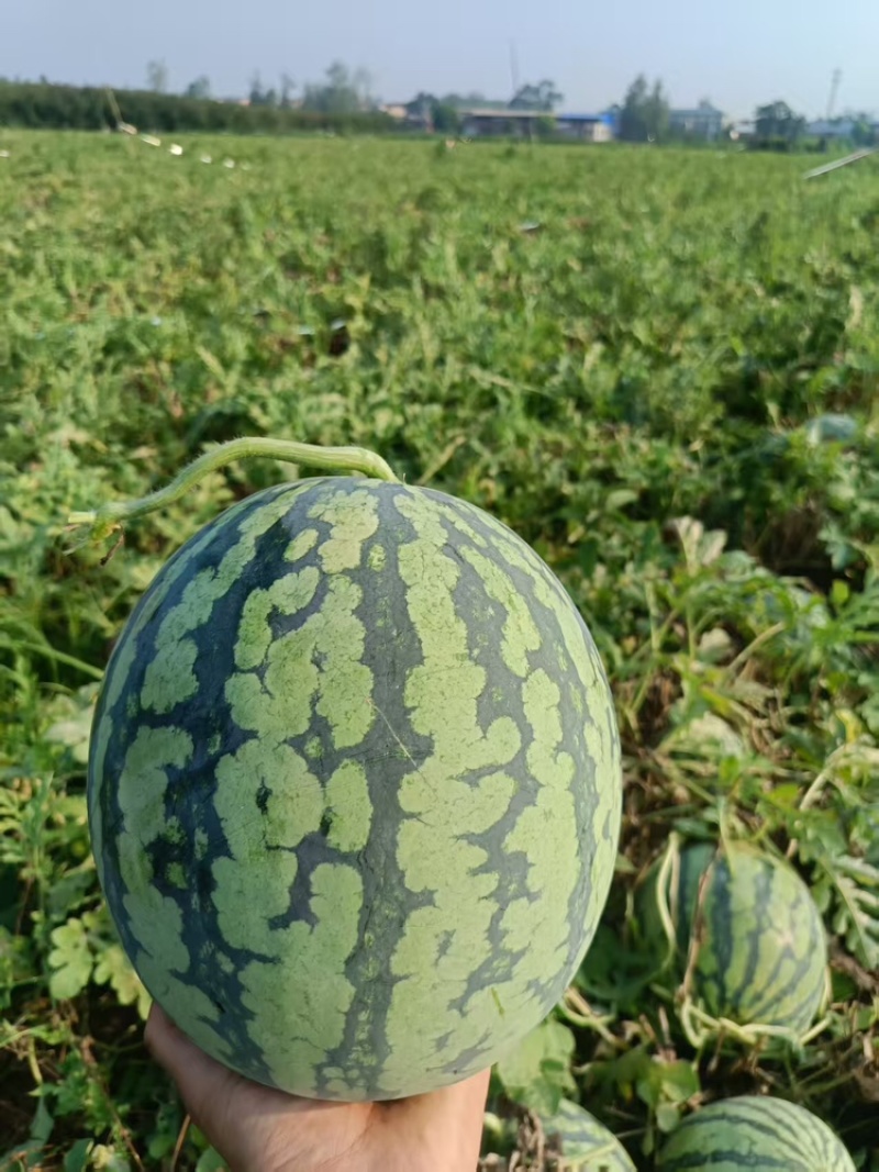 河南美都西瓜大量上市中，一手货源视频看货全国发货