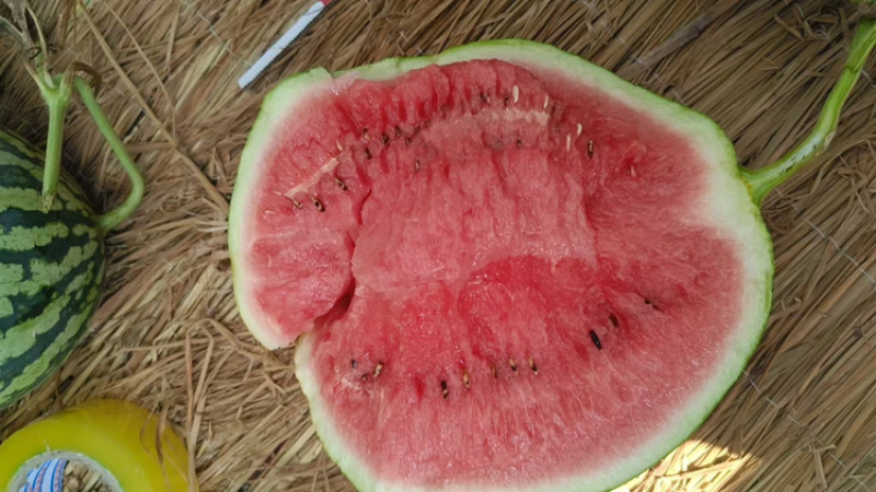 河南美都西瓜大量上市中，一手货源视频看货全国发货